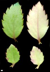 Veronica lanceolata. Leaves, from Maungaharuru Range, Hawke's Bay, adaxial (left) and abaxial (right). Scale = 1 mm.
 Image: P.J. Garnock-Jones © P.J. Garnock-Jones CC-BY-NC 3.0 NZ